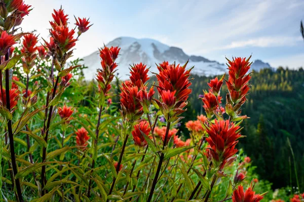 Orangefarbene Pinselblüten mit Passepartout Rainier im Hintergrund — Stockfoto