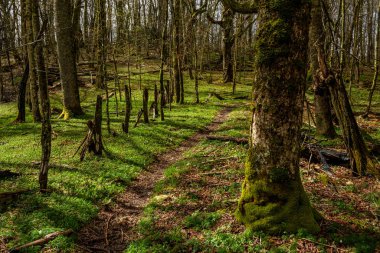 Eski Çit Ormanda Zar zor Duruyor 