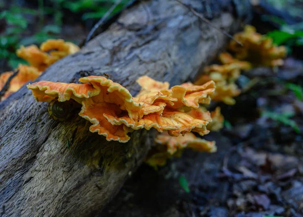 Orange Fungus Grows Out of Tree Trunk — Stock Photo, Image