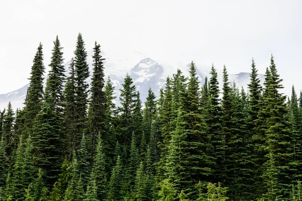 Gli alberi di pino coprono la parte anteriore del Monte Rainier — Foto Stock