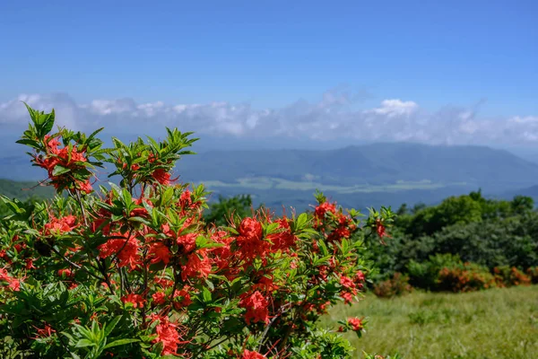 Płomień Azalea Bloom na Gregory łysy — Zdjęcie stockowe