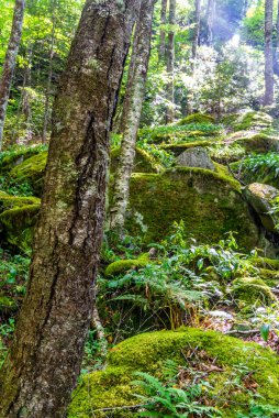 Güneş Işığı Ormana Gidiyor
