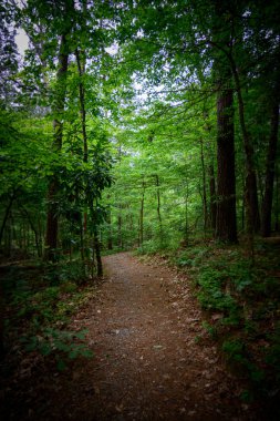 Karanlık Orman 'dan çıkan patika