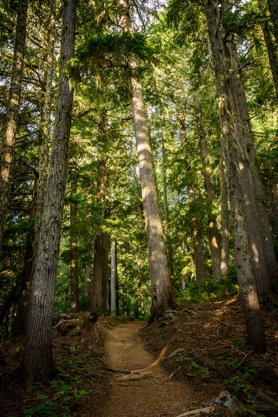 Tall Pine Trees Line Dirt Trail