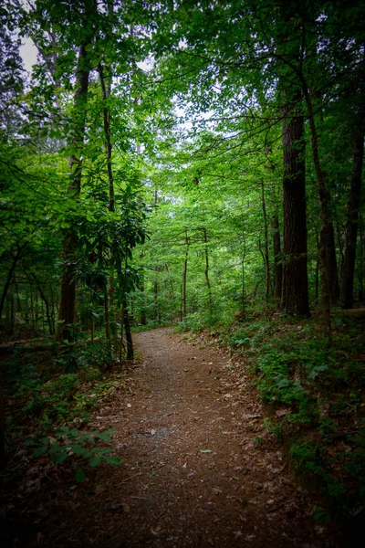 어두운 숲에서 나오는 길 — 스톡 사진