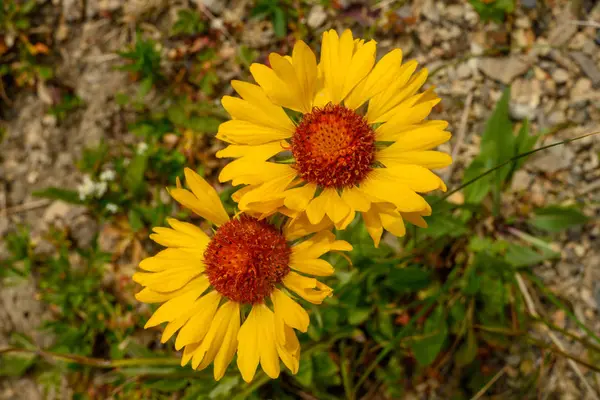 Two Yellow Flowers In Bloom — Stock Photo, Image