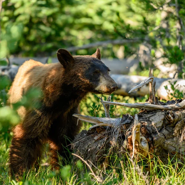 Ενηλίκων Bear sniffing για τρόφιμα — Φωτογραφία Αρχείου