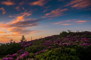 Şafak Vaktinde Bir Rododendron Çiçeği Üzerindeki Bulutlar