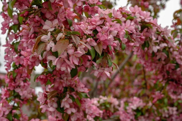 Ramos de Crabapple Tree com flores cor-de-rosa — Fotografia de Stock