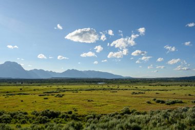 Tetons 'un dışındaki yeşil alanda geyik otlağı.