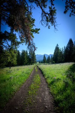 Çift Geniş Yol Ormandan Tarlaya Gidiyor
