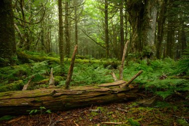 Eğreltiotları Devrilmiş Ağaç Gövdesini Örtmek İçin Başlıyor
