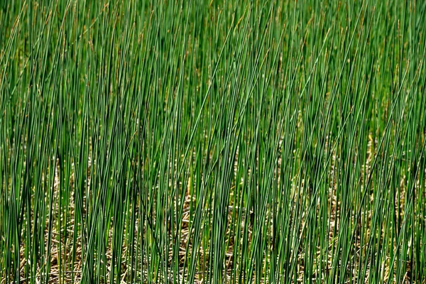 Green Reed Texture
