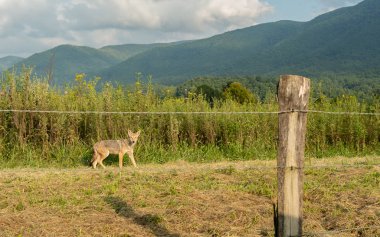 Çitin Arkasındaki Yalnız Çakal