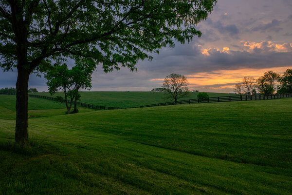 Large Tree Stands Above Horse Pasture