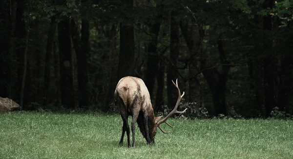 Cores suaves de Elk Grazing — Fotografia de Stock