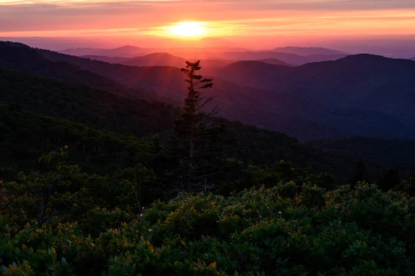 Rosa puesta del sol sobre el pino en la ladera de la montaña — Foto de Stock
