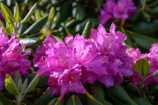 Fioletowe kwiaty rododendronu Catawba kwitną na roślinach — Zdjęcie stockowe