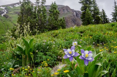 Columbine and Wildflowers in Colorado Mountain Basin