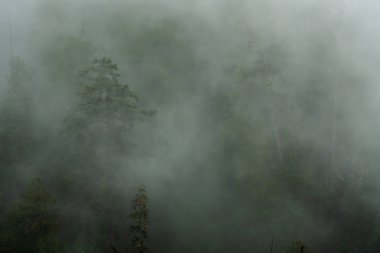 Pines 'ta Yoğun Sis