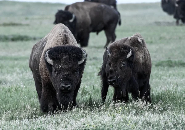 Deux bisons broutent dans un champ sec — Photo
