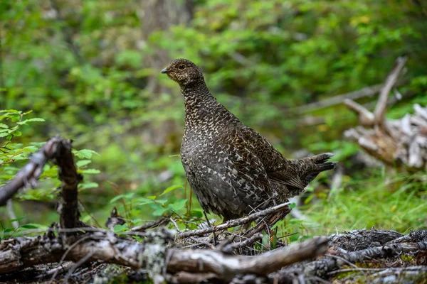 Brown και White Grouse Walks στο δάσος — Φωτογραφία Αρχείου