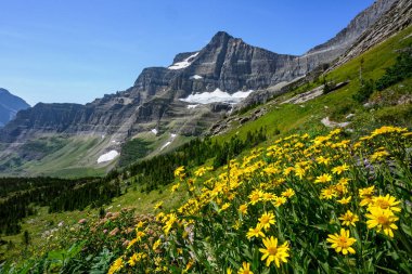 Dağın yamacında büyüyen papatyalar