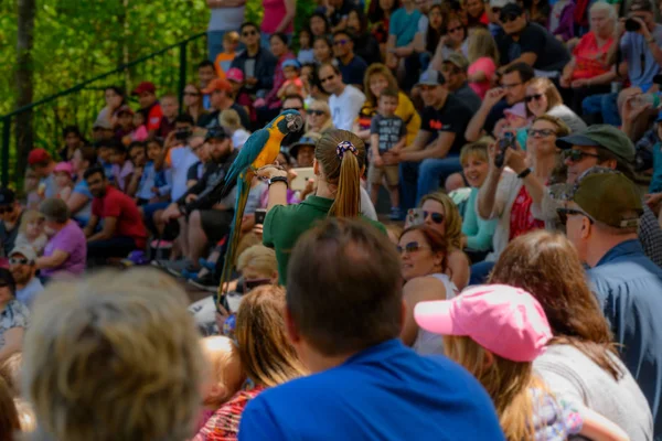 Crowd Orologi Bird Show allo zoo di Minneapolis — Foto Stock