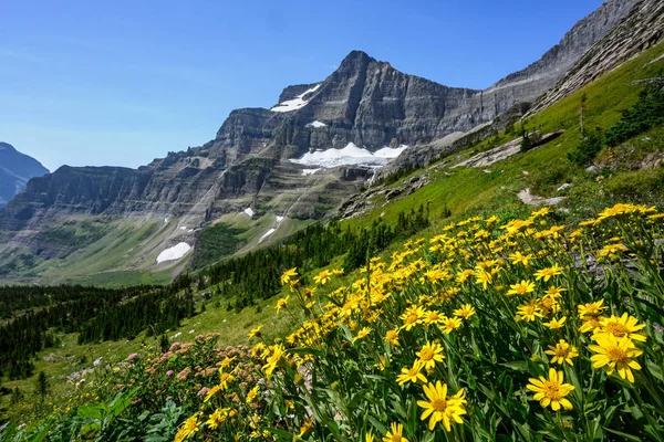 Dağın yamacında büyüyen papatyalar