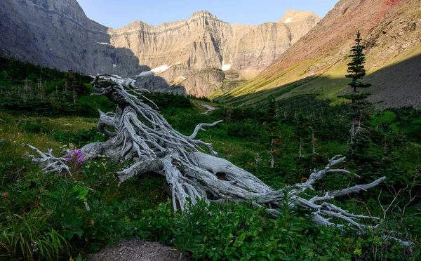 Árvore morta no campo de flores silvestres em Montana — Fotografia de Stock