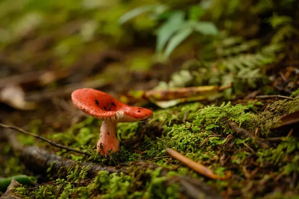 Dirty Mushroom Grows On Forest Floor — Stock Photo, Image