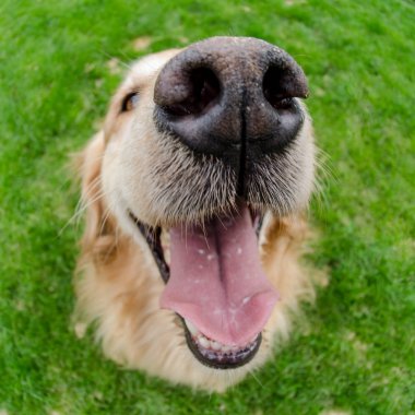 Köpekler Ağzı Kapalı Gözler Açık