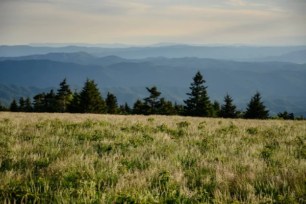 Campo herboso y pinos en las montañas Blue Ridge —  Fotos de Stock