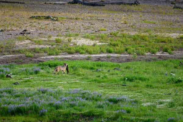 Gray Wolf Walks Away with Bison Skin — Stock Photo, Image