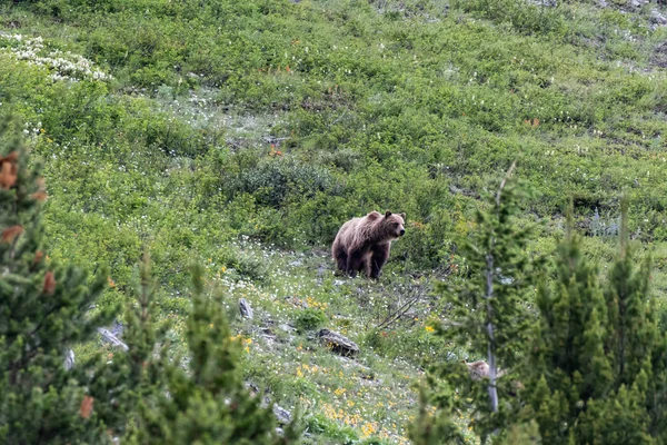Grizzly Peers Down Hill — Foto Stock