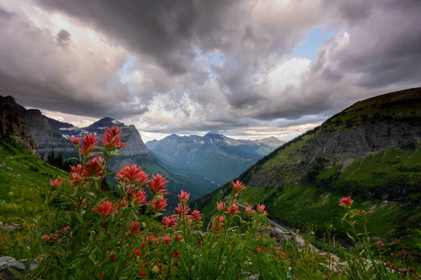 Indiska målarborste blommar över glaciären — Stockfoto