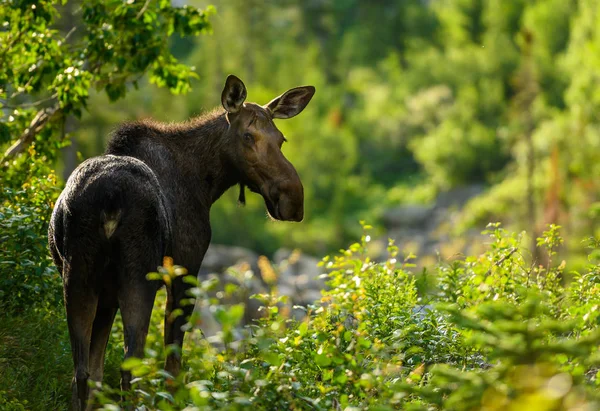 Moose Mother olha para trás para encontrar seu bezerro — Fotografia de Stock