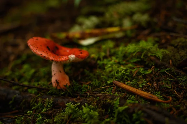 Mushroom Grows In The Moss — Stock Photo, Image