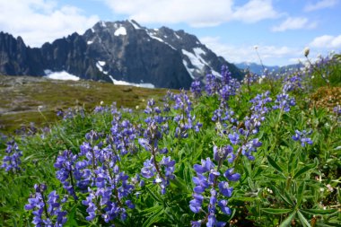 Kuzey Şelalelerdeki Alp Çayırında Mor Lupine Çiçeği