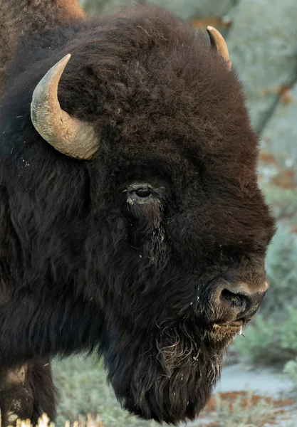 Profil hlavy bizon — Stock fotografie