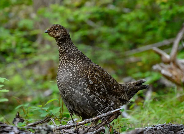 Profil de Tétras des bois — Photo