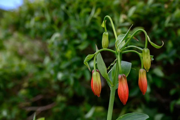 Rare Grays Lilies Just Before Blooming