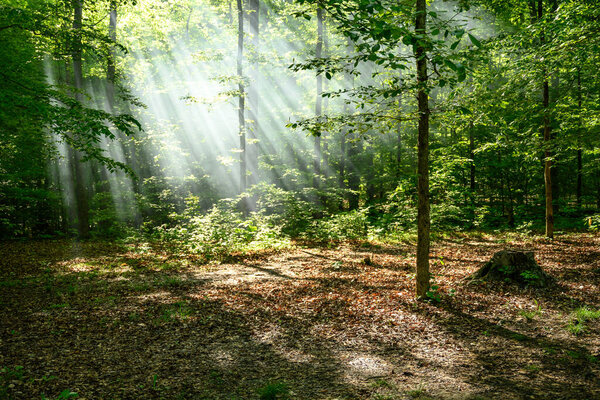 Shower of Sun Rays Falls Through Forest