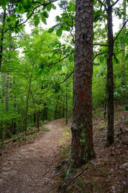 Yoğun Orman 'da Yol Kesintileri