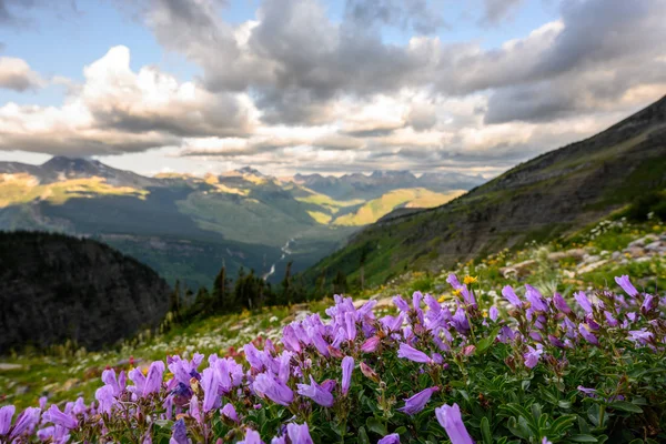 Tiny Purple Wildflowers Bloom haut dans les montagnes du Montana — Photo