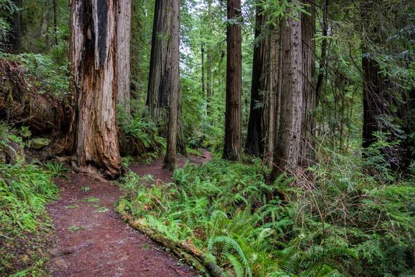 Trilha em torno da árvore caída Redwood — Fotografia de Stock