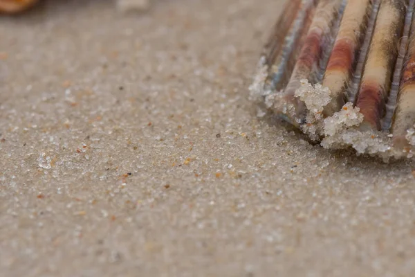 Bordo della conchiglia sulla sabbia — Foto Stock