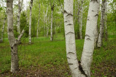 Yeşil Tarlada Ağaç Ağaçları