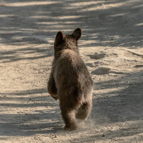 Bear Cub biegnie Dusty Trail — Zdjęcie stockowe