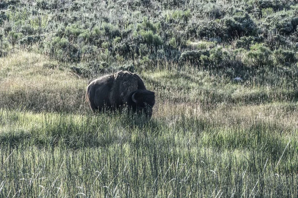 Bison gira la cabeza hacia la cámara en el campo de trigo dorado —  Fotos de Stock